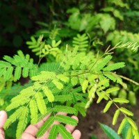 Senegalia chundra (Roxb. ex Rottler) Maslin